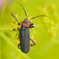 cantharis_rustica3md (Cantharis rustica)