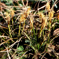Carex humilis (Laîche humble)