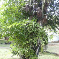 caryota_mitis4md (Caryota mitis)