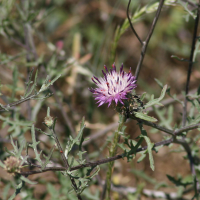 centaurea_aspera2md (Centaurea aspera)