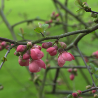 chaenomeles_japonica3md (Chaenomeles japonica)