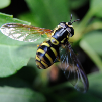 chrysotoxum_fasciolatum1md (Chrysotoxum fasciolatum)