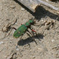 cicindela_campestris3bd (Cicindela campestris)