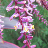 cordyline_fruticosa6bd (Cordyline fruticosa)