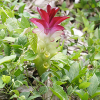 curcuma_zedoaria2md (Curcuma zedoaria)