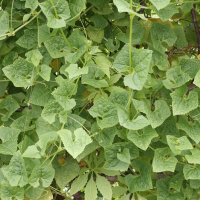 Cyclanthera explodens (Cyclanthère à feuilles larges, Concombre des pauvres)
