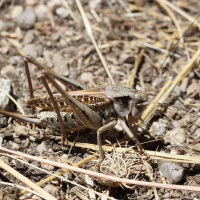 decticus_verrucivorus6md (Decticus verrucivorus)