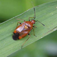 deraeocoris_ruber4bd (Deraeocoris ruber)