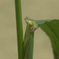 Digitaria_ischaemum (Digitaria ischaemum)