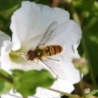 Episyrphus balteatus (Syrphe)