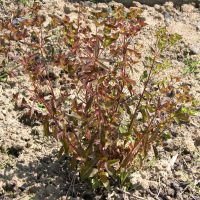 Euphorbia dulcis (Euphorbe douce)