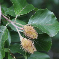 Fagus_sylvatica