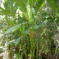Heliconia bihai (Héliconia, Héliconie, Balisier)