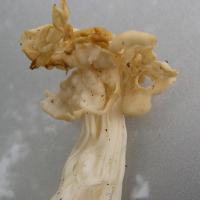 helvella_crispa2md