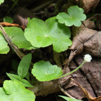 hydrocotyle_leucocephala3md