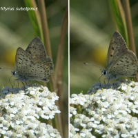 lycaena_tityrus_subalpinus1md