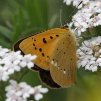 lycaena_virgaureae5bd