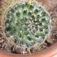 Mammillaria glochidiata (Mammillaria)