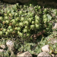 Marchantia polymorpha (Marchantia polymorphe)
