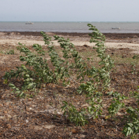 nicotiana_glauca4abd