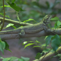 Pogona_vitticeps