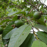 psidium_guajava3md