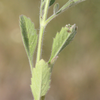 pterocephalus_plumosus4md