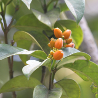 Rudgea citrifolia (Bois cassant)