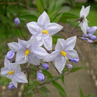 Solanum_jasminoides (Solanum jasminoides)