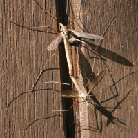 tipula_oleracea1md