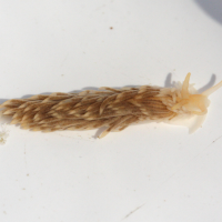 Aeolidia papillosa (Aeolidia)