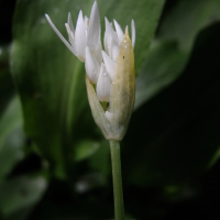 allium_ursinum6md (Allium ursinum)