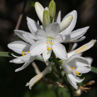 anthericum_liliago2md (Anthericum liliago)