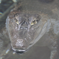 caiman_crocodilus3bd