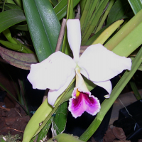 cattleya_percivaliana_semialba1fca (Cattleya percivaliana)