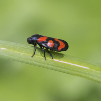 cercopis_vulnerata2bd (Cercopis vulnerata)