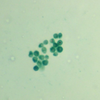Chlamydomonas sp. (Chlamydomonas sp1)