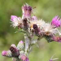 cirsium_palustre4md (Cirsium palustre)