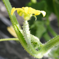 cucumis_sativus2md (Cucumis sativus)