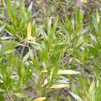 dodonaea_viscosa5md (Dodonaea viscosa)