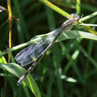 enallagma_cyathigerum8bd (Enallagma cyathigerum)