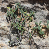 Ficus menabeensis (Figuier)