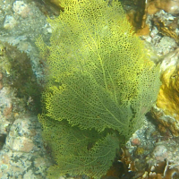Gorgonia flabellum (Éventail de mer, Éventail de Vénus)