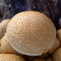 gymnopilus_spectabilis4md