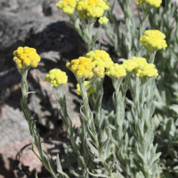 Helichrysum compactum (Immortelle)