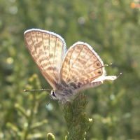 leptotes_pirithous1bmd