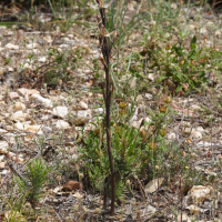 Limodorum abortivum (Limodore à feuilles avortées)
