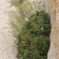 limonium_pseudominutum3md