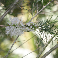 melaleuca_armillaris2md