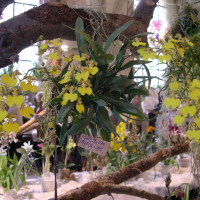 Oncidium bifolium (Oncidium)